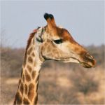 Giraffe - Kruger
